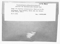 Coprinopsis atramentaria image